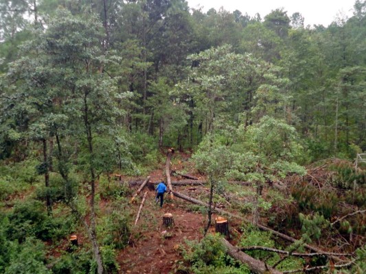 Grupo Opsa al rescate de reserva forestal la Tigra en trabajos de reforestación.