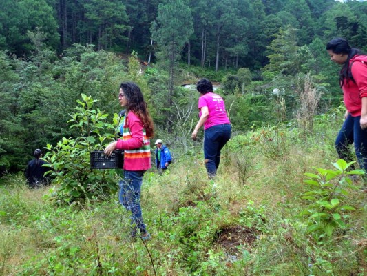 Grupo Opsa al rescate de reserva forestal la Tigra en trabajos de reforestación.