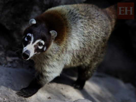 20 fotos de animales en el zoológico de Tegucigalpa que te cambiarán el día