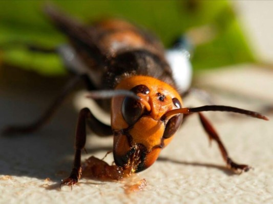 Descubren por primera vez en EEUU un nido de avispones gigantes&nbsp;&nbsp;