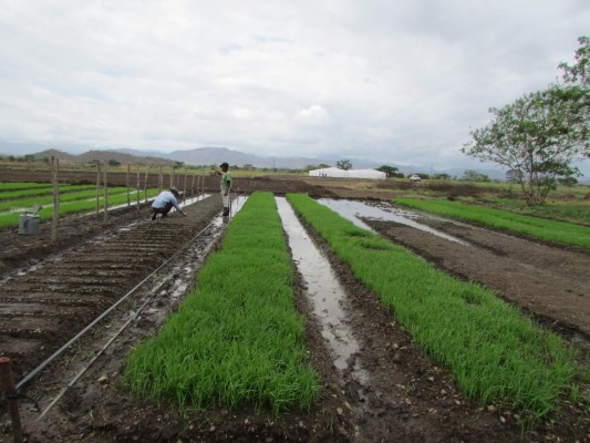 Honduras: Productores le apuestan a viveros para cultivar cacao