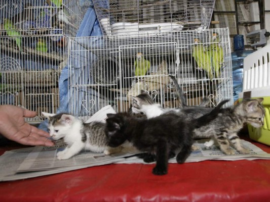 Unos 13,000 perros vagan en las calles de la capital de Honduras