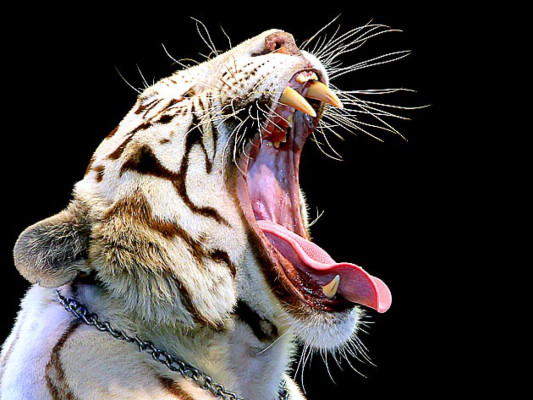 Las fotos de la semana en ElHeraldo.hn