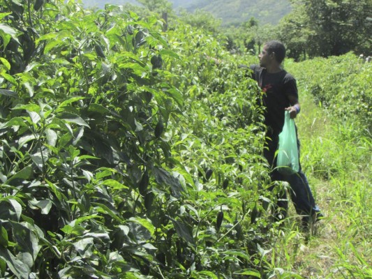 Crece la producción de hortalizas en tierras del altiplano de Danlí