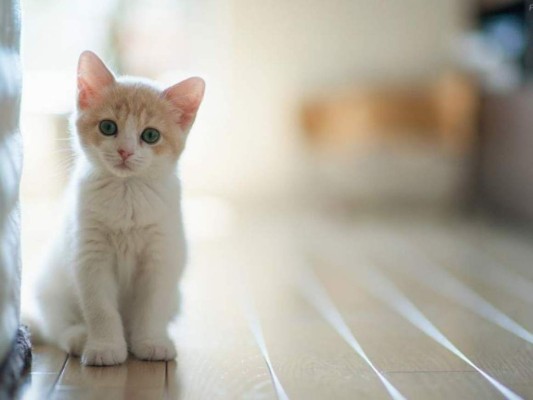 Hoy es el Día Internacional del Gato ¿Sabes por qué se celebra?