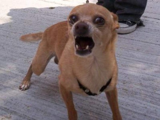 Mujer sobrevive a ataque de oso con ayuda de su chihuahueño