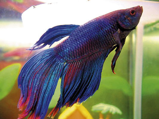 Cuidados del pez Beta