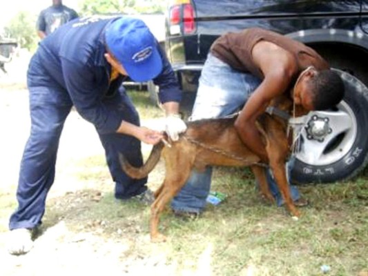 &nbsp;El 14 de marzo iniciará la vacunación canina en Tegucigalpa
