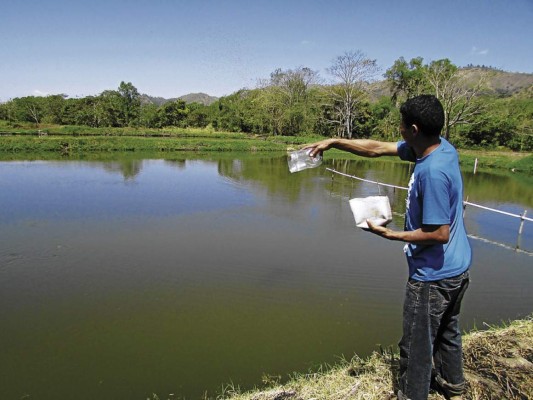 Retoman producción de tilapia en Danlí