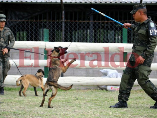 Así es el entrenamiento de los agentes caninos en el Batallón de la Policía Militar