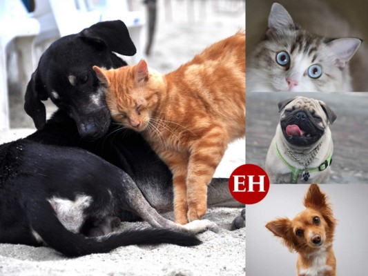 10 datos que deberías saber para conocer mejor a tu mascota