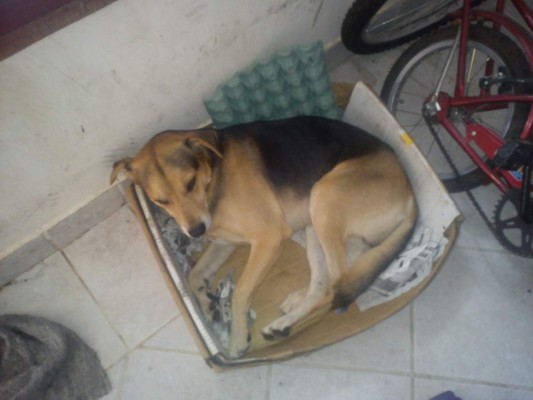 Displasia de cadera en su mascota ¿Qué hacer?