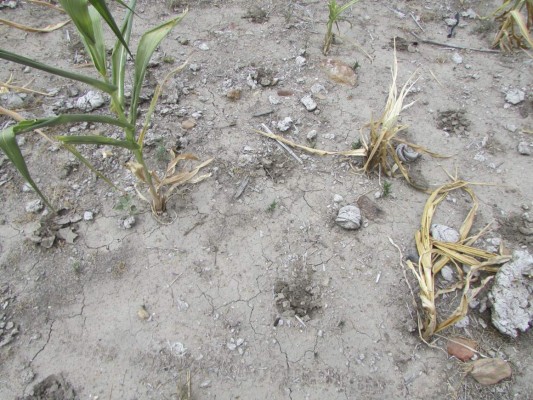 Habrá escasez de granos básicos en Olancho a causa de la sequía