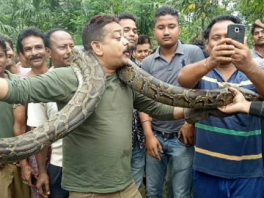 Guardia forestal indio posa con una pitón y casi muere estrangulado