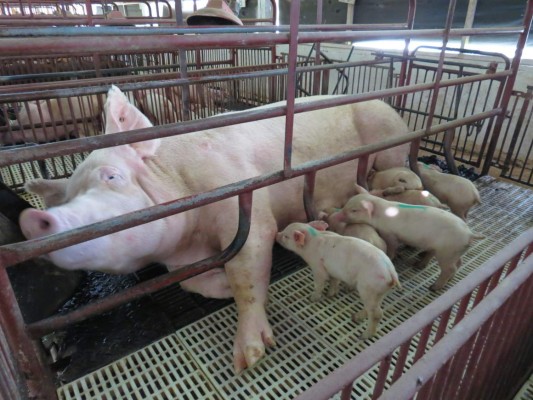 Fértil y muy variada, conozca la ruta agroturística de Comayagua