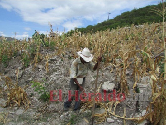 Fenómeno La Niña amenaza cultivos hondureños