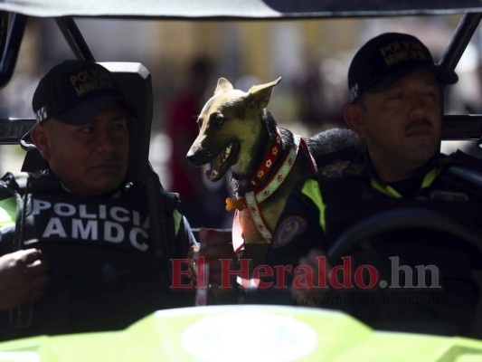 El centro histórico bajo resguardo de la oficial perruna, Laura