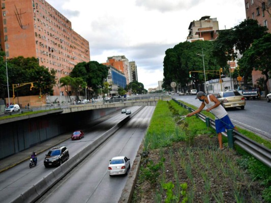 Forzados por los altos precios de los alimentos y los bajos salarios en un escenario de alta inflación que condena a millones a vivir en pobreza, muchos venezolanos tratan de aprovechar casi cualquier espacio, incluso los costados de las grandes avenidas de la capital venezolana, para sembrar hortalizas y verduras. Foto: AP