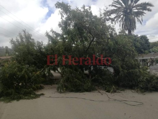 Enorme árbol cae sobre un bus y un pick up en Danlí&nbsp;&nbsp;