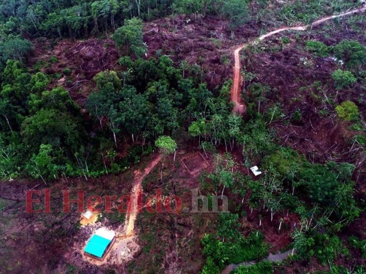 Destruyen el pulmón más grande de Honduras y construyen carretera clandestina (FOTOS)  
