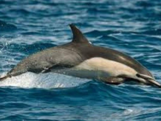 Un estudio realizado entre 2008 y 2018 indicó que un promedio de 18 cetáceos mueren al año cerca de Toscana. Imagen ilustrativa. Foto: AFP.