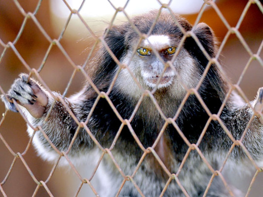Tráfico de animales salvajes, un comercio más que lucrativo