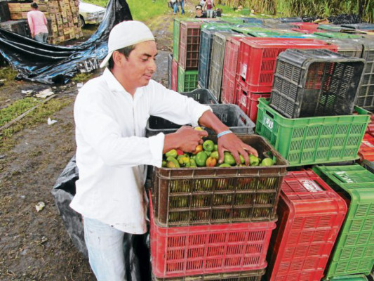 Cultivos de tomate acaparan parcelas donde se producían granos básicos