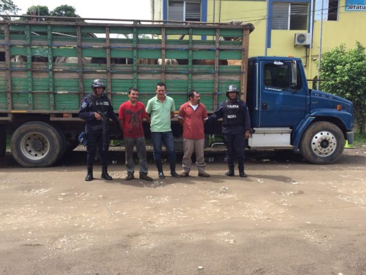 Detienen a tres personas por robo de ganado