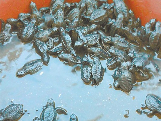 Por concluir la liberación de las tortugas golfinas