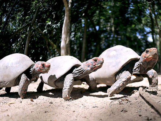 Tráfico de animales salvajes, un comercio más que lucrativo