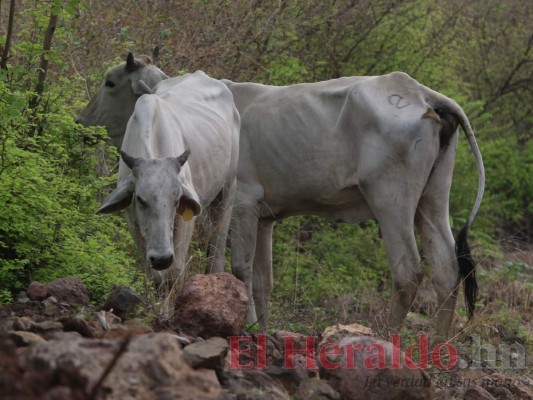 FOTOS: Lluvia escasa y siembra tardía amenazan con provocar hambruna en zona sur de Honduras