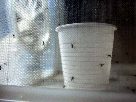 En 6 de cada 10 casas de Comayagua hay presencia de larvas de zancudo