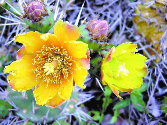 San Marcos de Colón, oasis de Choluteca y reserva del hombre