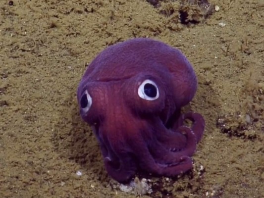 Científicos encuentran un calamar que parece un juguete