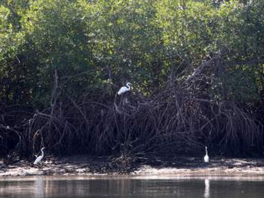 El mangle, el tesoro más preciado del Pacífico