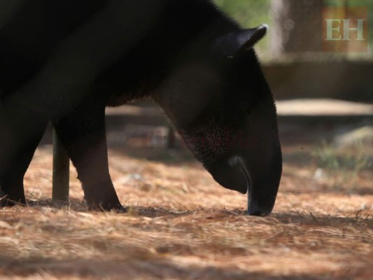20 fotos de animales en el zoológico de Tegucigalpa que te cambiarán el día
