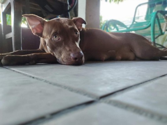 'Día mundial del Perro', lectores nos comparten imágenes de sus canes