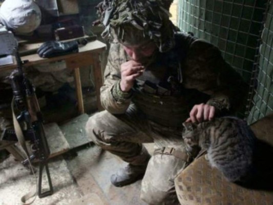 Gatos y perros callejeros alertan peligro a soldados ucranianos que temen ataque ruso  