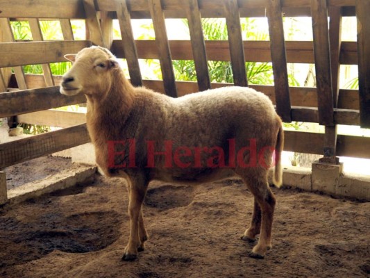 Fotos: Cautivadora, así es la fauna albergada en el zoológico Rosy Walther de la capital