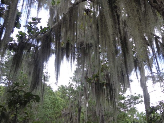 Panacoma, la joya forestal del departamento de Comayagua