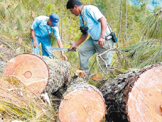 Más de 50 mil hectáreas ya fueron controladas