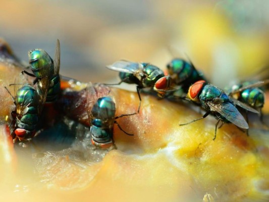 15 datos interesantes que no sabías sobre las moscas