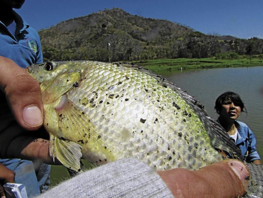 Retoman producción de tilapia en Danlí