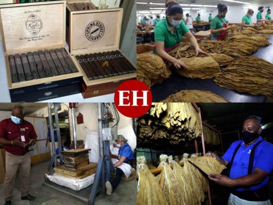 El departamento de El Paraíso, zona oriental de Honduras, sin duda alguna es muy conocido por las producciones de café, sin embargo, otro de los rubros con los que pone en alto el nombre de Honduras es la producción de tabaco para la exportación hacia el extranjero. Fotos: Alex Pérez | EL HERALDO