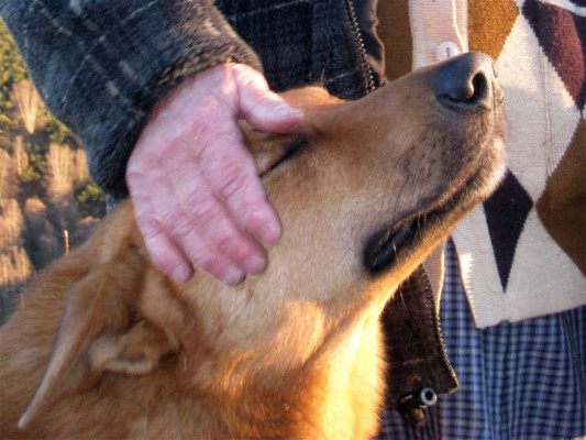 Perro llega a casa con una sorpresa: una bolsa de marihuana