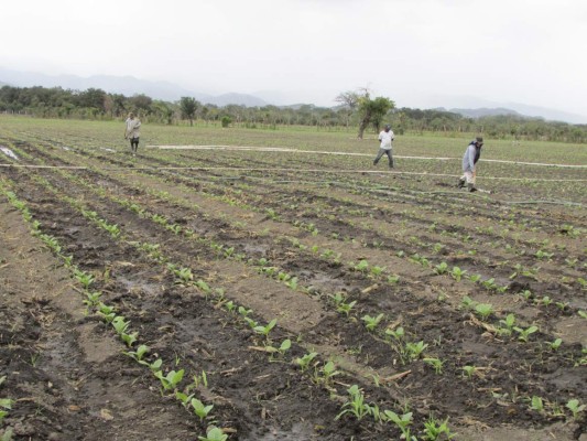 Por sequía, campesinos desisten de producir granos básicos