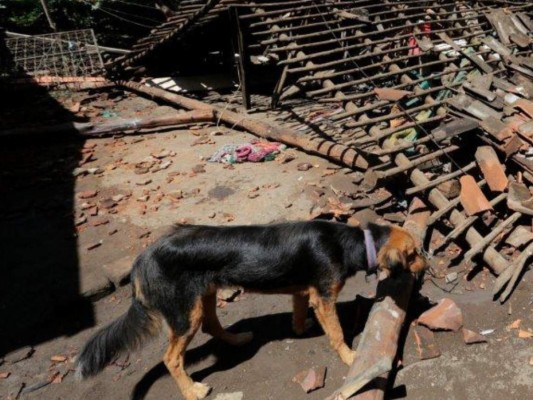 Crearán el primer hospital gratuito para animales en Nicaragua