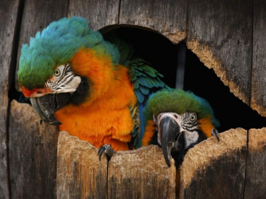 El artículo de Octavio Carvajal: La caja de loros