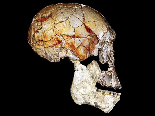 Descubrimiento de nuevos fósiles conforta diversidad de género Homo
