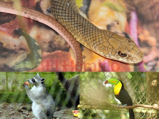 Fotos: Cautivadora, así es la fauna albergada en el zoológico Rosy Walther de la capital